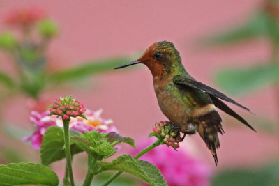 Rufous-crested Coquette