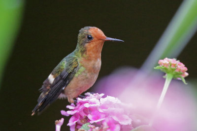 Rufous-crested Coquette