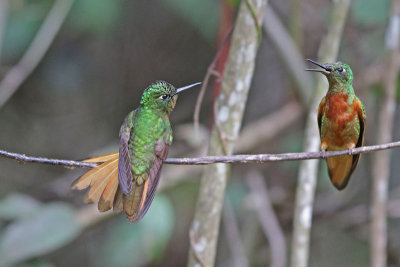 Chestnut-breasted Coronets