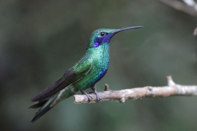 Sparkling Violetear