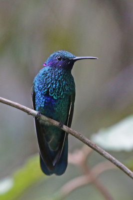 Sparkling Violetear