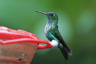 Emerald-bellied Puffleg