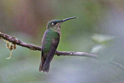 Fawn-breasted Brilliant