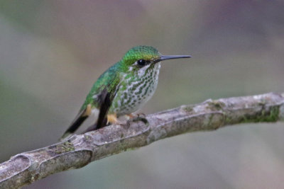 Booted Racket-tail