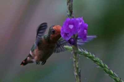 Rufous-crested Coquette