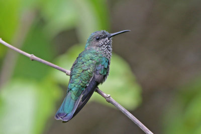 Blue-tailed Emerald