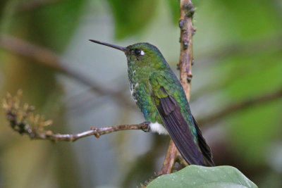 Emerald-bellied Puffleg