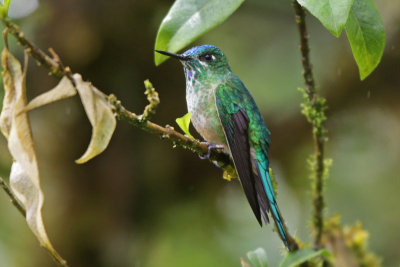 Long-tailed Sylph