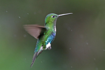 Emerald-bellied Puffleg