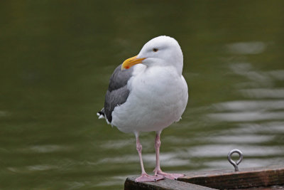 Western Gull