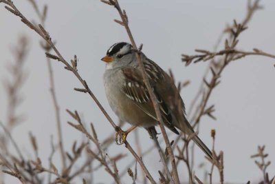 White-crowned Sparrow