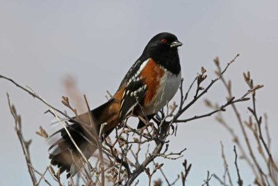 Spotted Towhee