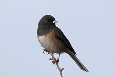 Dark-eyed Junco