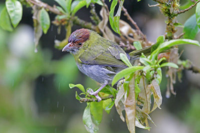 Rufous-browed Peppershrike