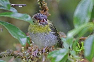 Rufous-browed Peppershrike