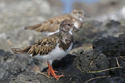 `Akekeke (Ruddy Turnstone)