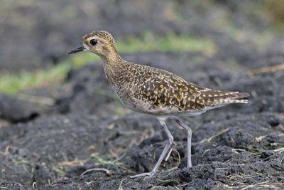 Kolea (Pacific Golden-Plover)