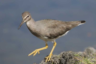 `Ulili (Wandering Tattler)