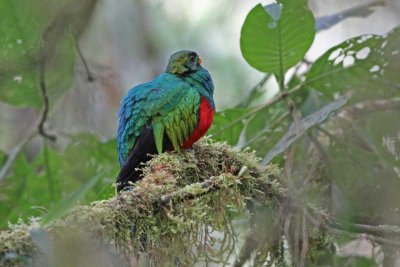 Golden-headed Quetzal