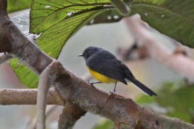 Slate-throated Whitestart