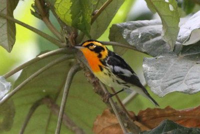 Blackburnian Warbler