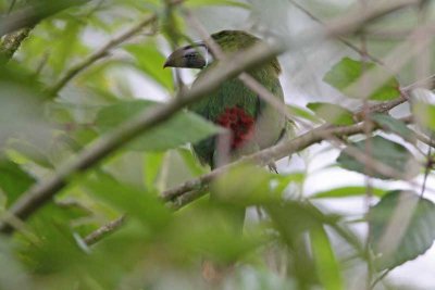 Crimson-rumped Toucanet