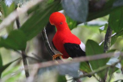 Andean Cock-of-the-rock