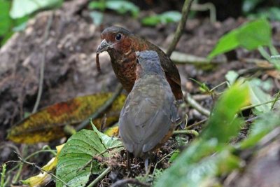 Giant Antpitta