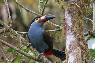 Plate-billed Mountain-Toucan