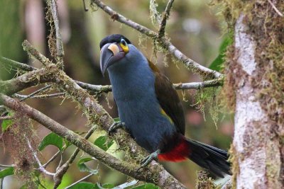 Plate-billed Mountain-Toucan