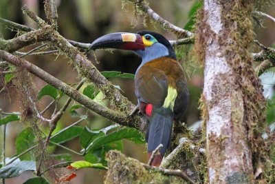 Plate-billed Mountain-Toucan