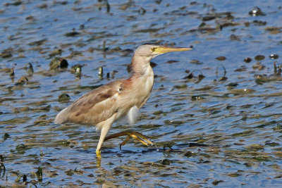 Yellow Bittern