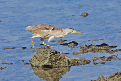 Yellow Bittern