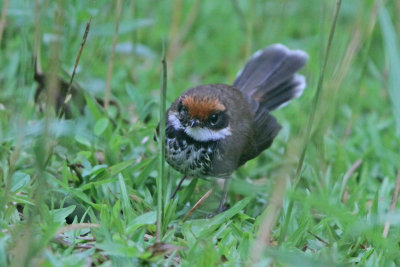 Rufous Fantail