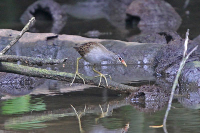 White-browed Crake