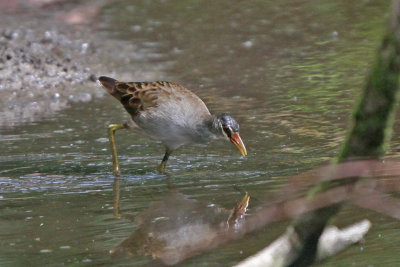 White-browed Crake