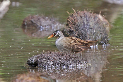 White-browed Crake