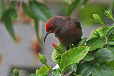 Micronesian Myzomela