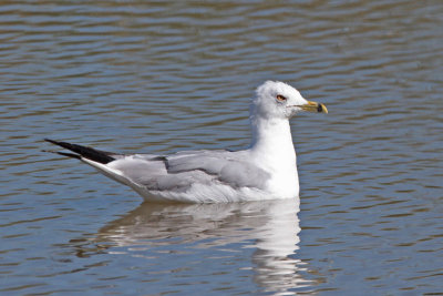 Ring-billed Gull