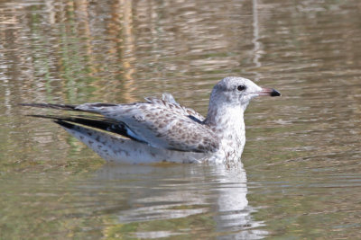 Ring-billed Gull