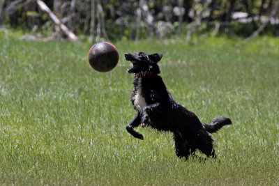 Shep playing ball