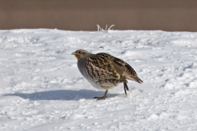 Gray Partridge