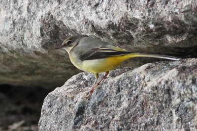 Grey Wagtail