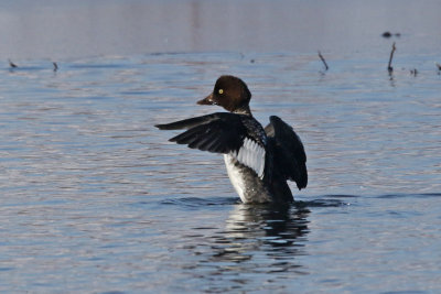 Common Goldeneye