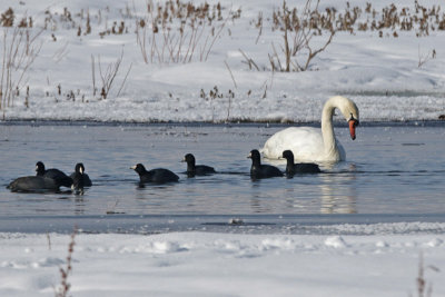 Mute Swan herding American Coots