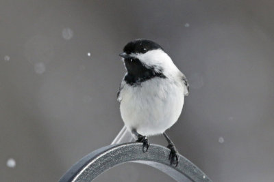 Black-capped Chickadee