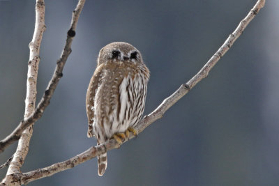 Northern Pygmy-Owl