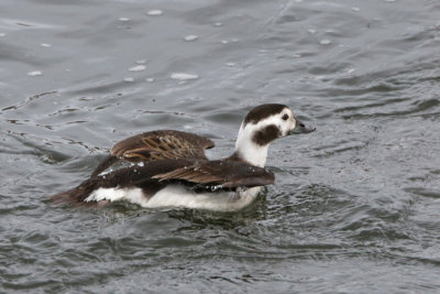 Long-tailed Duck