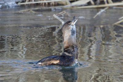 Pied-billed Grebe eating a large fish