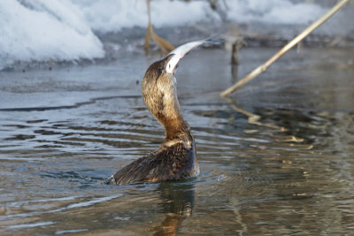 Pied-billed Grebe eating a large fish